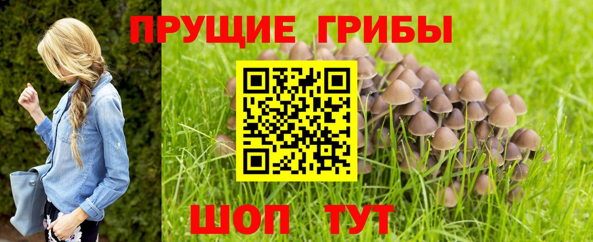 Псилоцибиновые грибы Psilocybine cubensis Чебоксары